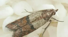 Hol származik a ház?